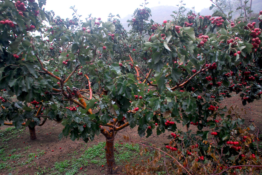 ��˾�ٰ조����졢����Բ��ϲӭʮ�Ŵ󡱵�ɽ����